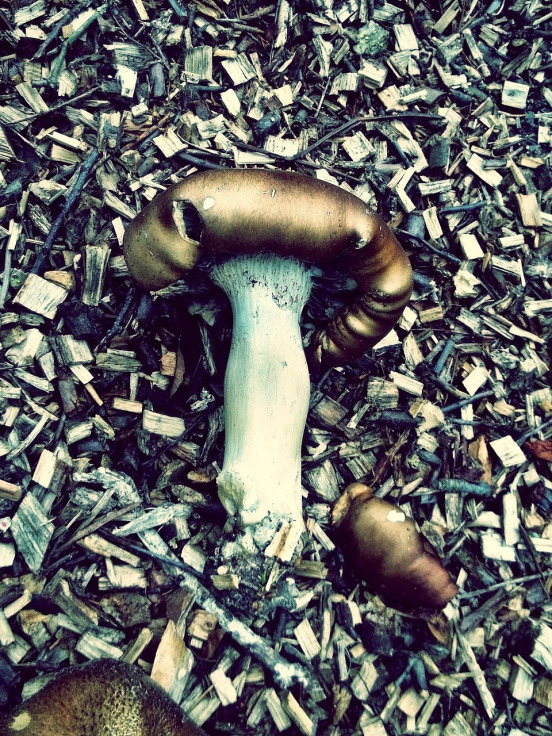 landscape rock gravel bark mulch